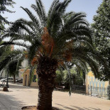 Al Cafferino Exterior