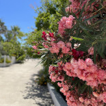 Villa Matinelle Trani Strada Adriatica Extérieur
