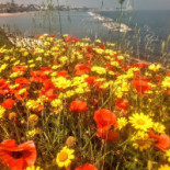 Villa Matinelle Trani Strada Adriatica Esterno