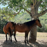 La Casetta Di Gerosa Extérieur