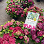Almalicia Extérieur