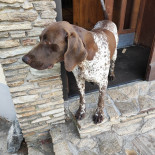Frozen Caffe Boisson