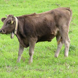 Fattoria Grattazzo outside