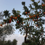 La Cucoma Bebida