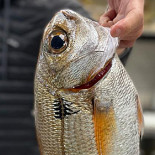 Misterfish Boisson
