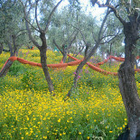 L'erba Persa Exterior