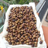Il Gusto E L'uva Food
