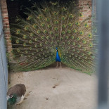 Cascina Ranverso Boisson