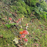 Dragone D'oro Extérieur