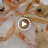 Al Pesce Fuor D'acqua Boisson