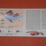 Al Ciclamino Carta