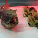 Coho25 Essen