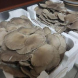 Risica Nourriture