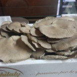 Risica Nourriture