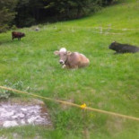 Brenta Comida