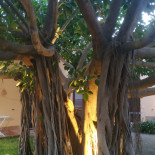Agriturismo Il Giardino Delle Aloe Exterior