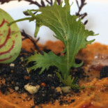 Emanuele Donalisio Il Giardino Del Gusto food