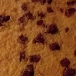 Magic Pizza Export Di Bencivelli Lorella E C Nourriture