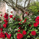 Osteria Cavatappi food