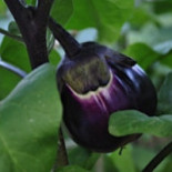 Hycesia Comida