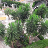 Arborvitae Nourriture