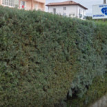Quo Vadis Nourriture