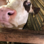 Farma Klínec Esterno