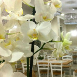 Porta Riva Nourriture