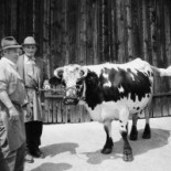 K. Bernardi Comida