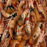 Il Piccolo Pescatore Nourriture