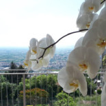 Belvedere Nourriture