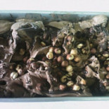 Orchidea Comida