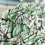 Coccolato Nourriture