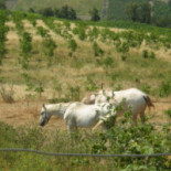 Agriturismo Fraschini