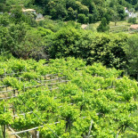 Agriturismo Il Castagno Comida