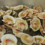 Tortuga Comida