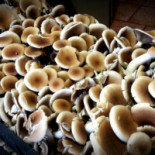 Trattoria Dal Moro Comida