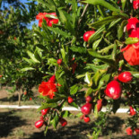 Tenuta Il Melograno Nourriture