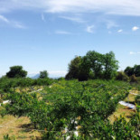 Tenuta Il Melograno Nourriture