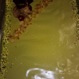Pupo Comida