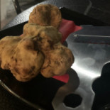 Saltatappo Nourriture