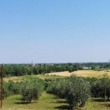 Collina Dei Poeti food