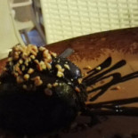 Bauru' Nourriture