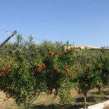 Tenuta Il Melograno Nourriture