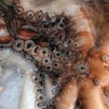 Son De Mar Macomer Comida