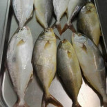 Lido La Murena food