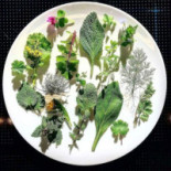 Atman A Villa Rospigliosi Food
