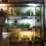 Aromaticus Exterior