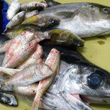 Il Re Pescatore Nourriture