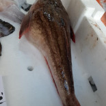Fish Experience Comida